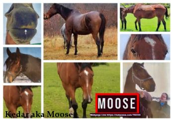Kedar aka Moose